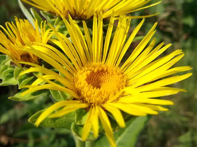 Helenio (inula)